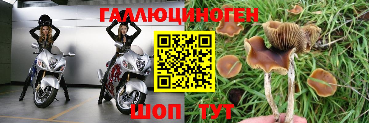 Галлюциногенные грибы Psilocybine cubensis Сыктывкар
